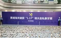 中国破获2748走私象牙 铺满海关大厅