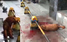 【片段】长沙警街头打死金毛犬争议 警方公开狗只曾咬人影片