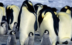 科学家警告全球暖化或令皇帝企鹅本世纪末绝种