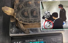 走私客飯盒藏瀕危「黃緣閉殼龜」 西九龍入境被揭發