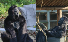 搵人扮猩猩被游客投诉 动物园：愚人节快乐！