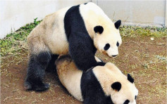 日本熊貓4年後首次交配成功 有望再誕熊貓幼崽
