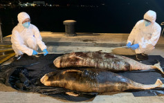清水湾发现两条鲸豚搁浅 尸身严重腐烂