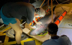 大浪东湾发现鲸豚尸体 解剖有脑出血和肺炎迹象