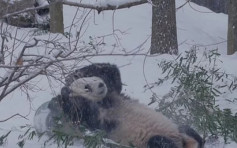 美华盛顿动物园大熊猫获新家 迎新派对好热闹