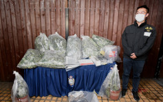警方搗上水村屋大麻種埴場 撿859棵巿值1200萬元大麻植物