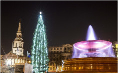 伦敦特拉法加广场巨型圣诞树周四亮灯