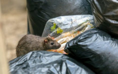 今年上半年滅鼠逾3萬隻 食環署指鼠患大致受控