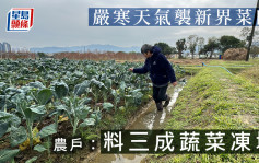 嚴寒天氣襲新界菜田 農戶：料三成蔬菜凍壞