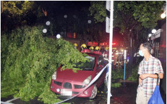 九龍塘又一村10米長樹幹塌下 壓中3私家車 無人傷