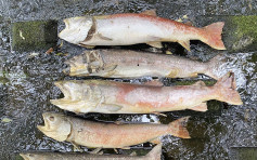 北海道漁業旺季遇紅潮 海膽三文魚大量死亡損失46億日圓