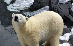 相处20年同伴被送走　美国北极熊突然离世