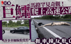 罕見奪命車禍｜巨鱷爬上公路遭撞斃照瘋傳 網民驚愕：竟有大型動物出沒？