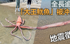 逾3米长「大王鱿鱼」被冲上岸 日本网民忧地震徵兆