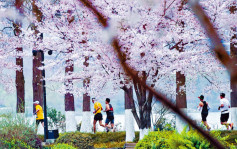 武汉马拉松  3万人邂逅「樱花季」