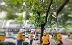 台风杜苏芮︱发展局及部门采防风措施  已处理近千棵有问题树木