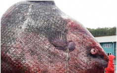 俄罗斯渔民捕获巨型翻车鱼 喂棕熊激嬲科学家