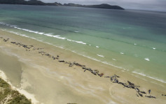 新西兰南部逾140条领航鲸搁浅死亡