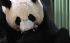 中國旅法大熊貓「歡歡」 順利誕下雙胞胎