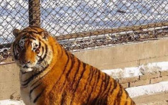 老虎食到变「胖虎」有大肚腩　哈尔滨虎园被指喂食过量