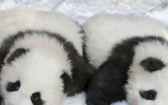德國柏林出生大熊貓雙胞胎取名「夢想」及「夢圓」