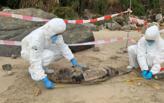 長沙泳灘發現江豚屍體 為今年第二宗鯨豚擱淺個案