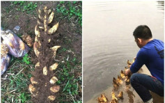 浙漢挖出「大筍王」 22棵竹筍連根重10公斤