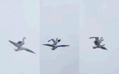 【片段】海鸥偷懒踩同伴背部 迎风展翅搭「顺风车」