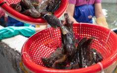 大陸宣布今起恢復台灣石斑魚輸入 繼台東釋迦後再解禁