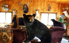 科罗拉多州有黑熊闯民居  警员到场撞墙逃脱
