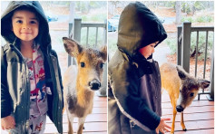 美4歲兒度假帶小鹿回家作客 場面和諧像老朋友