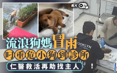 土耳其狗媽叼垂危小狗診所求救  獸醫被母愛感動決心做一件事......｜有片