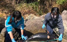 西贡相思湾发现年幼江豚搁浅 本年度第3宗
