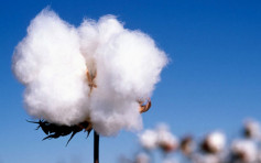 國際棉花業機構和外企代表將考察新疆棉田紗廠