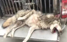 湖北鄂州一隻狼逃出動物園 負責人：牠是狗狼雜交攻擊性很低