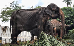 華麗戲服遮擋皮包骨身軀 斯里蘭卡70歲大象慘遭勞役巡遊