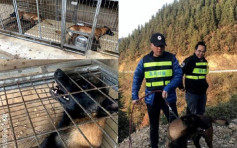 贵州蓝天救援队两搜救犬被毒死 曾多次参与救援