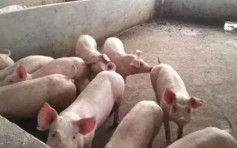 【非洲猪瘟】内地增至20间猪场暂停活猪供港