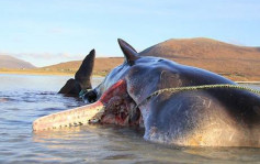 幼年抹香鯨伏屍蘇格蘭海灘 胃藏百斤海洋垃圾