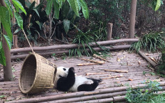 大熊猫也要减肥？ 成都繁育基地：熊猫能躺就不坐