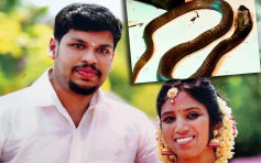 印度狠夫放眼鏡蛇上床殺妻 被判2次無期徒刑