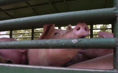 【非洲豬瘟】新鮮豬肉明供應市場 活豬拍賣價格參差