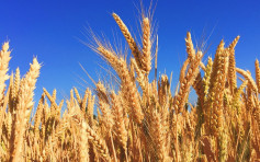 商务部对澳洲进口大麦徵收反倾销税