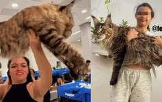 身长如小学生  巨型缅因猫挑战「世界最大家猫」世界纪绿