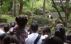 华盛顿国家动物园为3旅美大熊猫办告别派对 大批游客排队参加