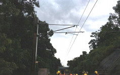 港鐵職員移除壓毀電纜塌樹 東鐵綫服務恢復正常