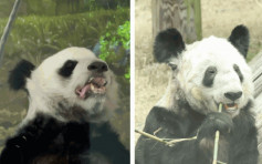 美国动物园向中国归还大熊猫丫丫、乐乐  动保组织指责疏于照料
