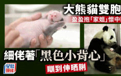 港产大熊猫｜盈盈抱「家姐」怀中倒头瞓 「细佬」瞓到伸脷接力卖萌