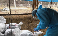 台彰化土雞場爆H5N2禽流感 逾3萬隻雞遭撲殺