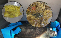 海南海龟救治无效死亡 体内取出3公斤海洋垃圾包括口罩